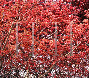 Picture of Acer palmatum 'Deshojo'