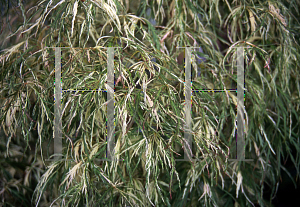 Picture of Acer palmatum (Dissectum Group) 'Dissectum Variegatum'