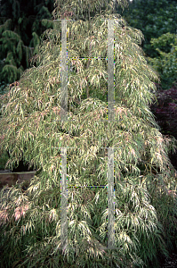 Picture of Acer palmatum (Dissectum Group) 'Dissectum Variegatum'