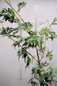 Picture of Acer palmatum (Matsumurae Group) 'Dr. Seuss'