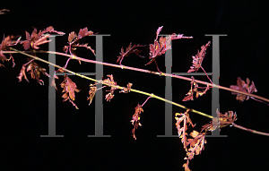 Picture of Acer palmatum (Matsumurae Group) 'Dr. Seuss'