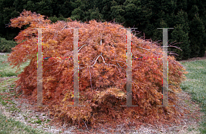 Picture of Acer palmatum (Dissectum Group) 'Dr. Brown'
