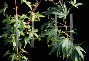 Picture of Acer palmatum (Matsumurae Group) 'Duncan and Davies'