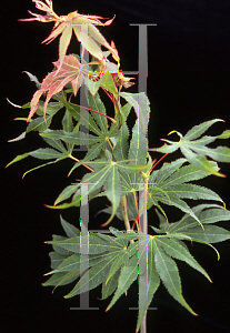 Picture of Acer palmatum (Matsumurae Group) 'Duncan and Davies'