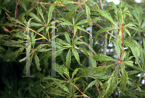 Picture of Acer palmatum (Dissectum Group) 'Eagle's Claw'