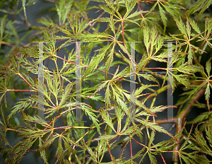 Picture of Acer palmatum (Dissectum Group) 'Edgewood Golden'
