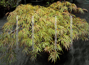 Picture of Acer palmatum (Dissectum Group) 'Edgewood Golden'