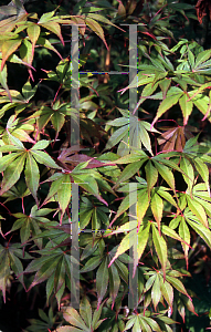 Picture of Acer palmatum (Matsumurae Group) 'Edna Bergman'