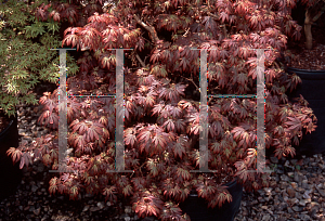 Picture of Acer palmatum (Matsumurae Group) 'Elizabeth (Elizabeth's Broom)'