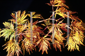 Picture of Acer palmatum (Dissectum Group) 'Ellen'