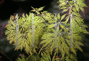 Picture of Acer palmatum (Dissectum Group) 'Ellen'