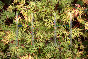 Picture of Acer palmatum (Dissectum Group) 'Emerald Lace'