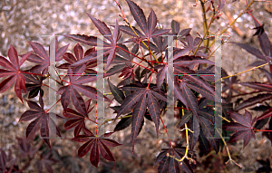 Picture of Acer palmatum (Matsumurae Group) 'E. P.'