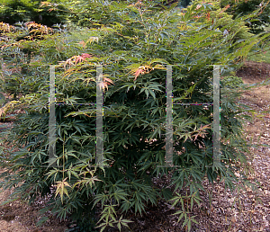 Picture of Acer palmatum (Matsumurae Group) 'Fascination'