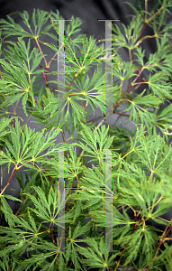 Picture of Acer palmatum (Dissectum Group) 'Flavescens'