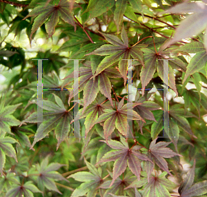 Picture of Acer palmatum 'Flushing'