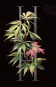 Picture of Acer palmatum (Matsumurae Group) 'G Seedling'