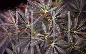 Picture of Acer palmatum (Matsumurae Group) 'G Seedling'