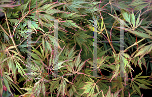 Picture of Acer palmatum (Dissectum Group) 'Germaine's Gyration'