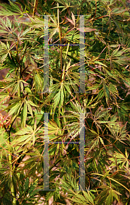 Picture of Acer palmatum (Dissectum Group) 'Germaine's Gyration'