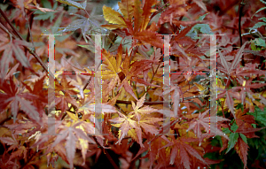 Picture of Acer palmatum 'Glowing Embers'