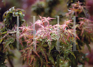 Picture of Acer palmatum (Matsumurae Group) 'Goshiki kotohime'