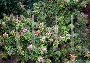 Picture of Acer palmatum (Matsumurae Group) 'Goshiki kotohime'