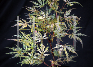 Picture of Acer palmatum (Matsumurae Group) 'Grandma Ghost'