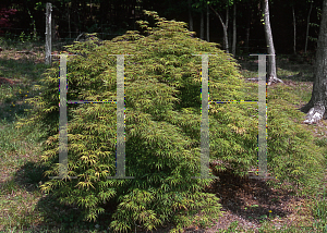 Picture of Acer palmatum (Dissectum Group) 'Green Hornet'