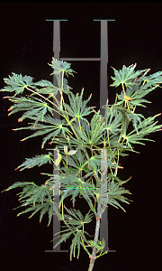 Picture of Acer shirasawanum 'Green Snowflake'