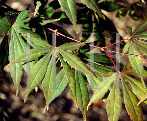 Picture of Acer palmatum (Amoenum Group) 'Green Star'