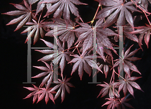 Picture of Acer palmatum (Matsumurae Group) 'Green Trompenburg'