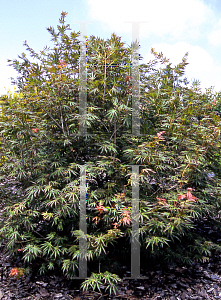Picture of Acer palmatum (Matsumurae Group) 'Green Trompenburg'