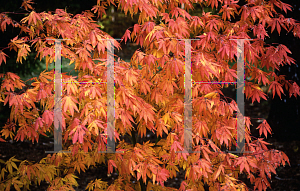 Picture of Acer palmatum (Amoenum Group) 'Green Star'