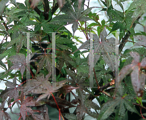 Picture of Acer palmatum 'Itami nishiki'