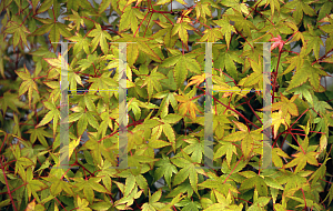 Picture of Acer palmatum 'Hanami nishiki'