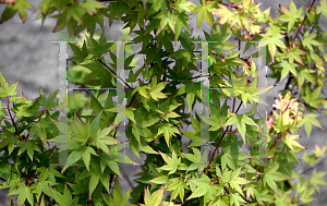Picture of Acer palmatum 'Hanami nishiki'
