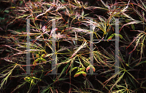 Picture of Acer palmatum (Dissectum Group) 'Hanzell'