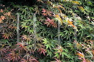 Picture of Acer palmatum 'Hatsu shigure'