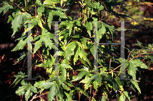 Picture of Acer palmatum 'Hatsu shigure'
