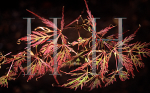 Picture of Acer palmatum (Dissectum Group) 'Heartbeat'