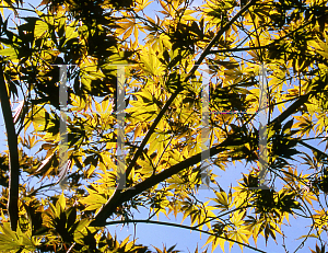 Picture of Acer palmatum (Matsumurae Group) 'Hessei'