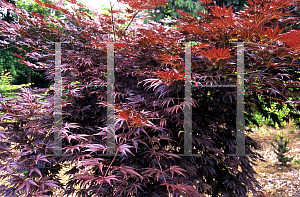 Picture of Acer palmatum (Matsumurae Group) 'Hessei'