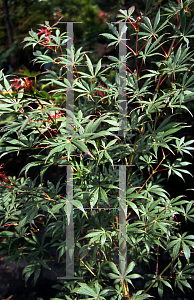 Picture of Acer palmatum (Matsumurae Group) 'Hillieri'