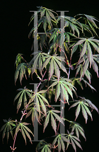 Picture of Acer palmatum (Matsumurae Group) 'Hillieri'