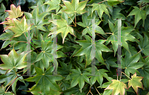 Picture of Acer palmatum (Amoenum Group) 'Hogyoku'
