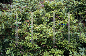 Picture of Acer palmatum (Matsumurae Group) 'Hoshi kuzu'