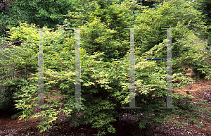Picture of Acer palmatum (Matsumurae Group) 'Hoshi kuzu'