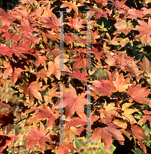 Picture of Acer palmatum (Amoenum Group) 'Ichigyoji'