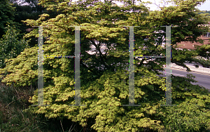 Picture of Acer palmatum (Amoenum Group) 'Ichigyoji'